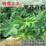 进口紫花苜蓿种籽草种子多年生牧草种子四季收割喂养牛羊鸡鸭