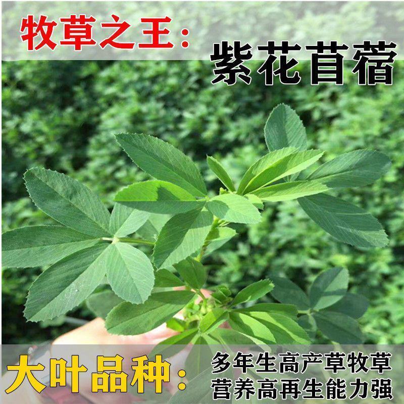 进口紫花苜蓿种籽草种子多年生牧草种子四季收割喂养牛羊鸡鸭