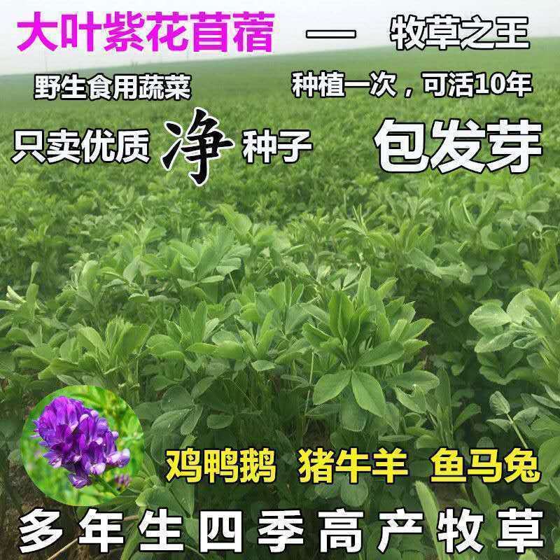进口紫花苜蓿种籽草种子多年生牧草种子四季收割喂养牛羊鸡鸭
