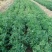 进口紫花苜蓿种籽草种子多年生牧草种子四季收割喂养牛羊鸡鸭