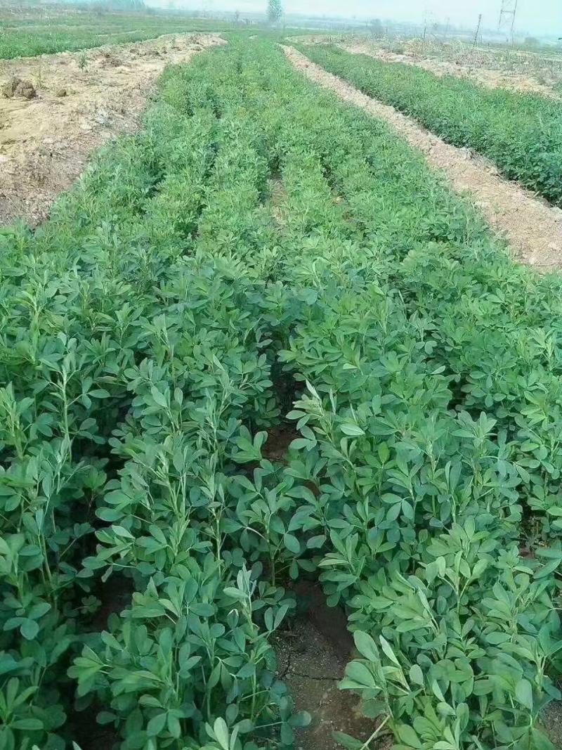 进口紫花苜蓿种籽草种子多年生牧草种子四季收割喂养牛羊鸡鸭