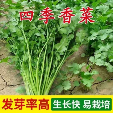 香菜种子四季香菜大叶芫荽种籽四季食用香菜籽蔬菜种籽