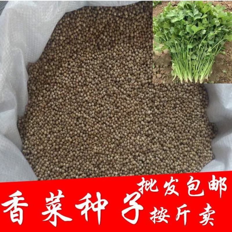 香菜种子四季香菜大叶芫荽种籽四季食用香菜籽蔬菜种籽
