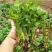 香菜种子四季香菜大叶芫荽种籽四季食用香菜籽蔬菜种籽
