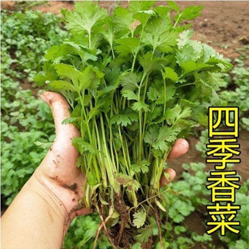 香菜种子四季香菜大叶芫荽种籽四季食用香菜籽蔬菜种籽