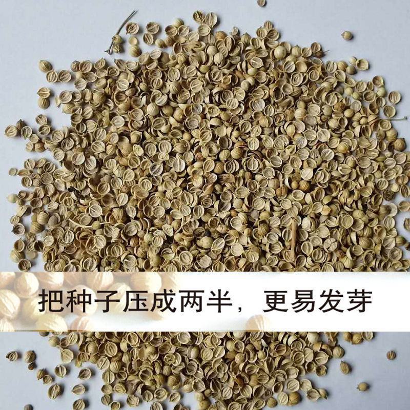 香菜种子四季香菜大叶芫荽种籽四季食用香菜籽蔬菜种籽