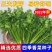 香菜种子四季速生小香菜种子芫荽种子四季可播种蔬菜籽