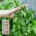 香菜种子四季速生小香菜种子芫荽种子四季可播种蔬菜籽