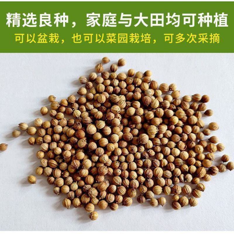 香菜种子四季速生小香菜种子芫荽种子四季可播种蔬菜籽