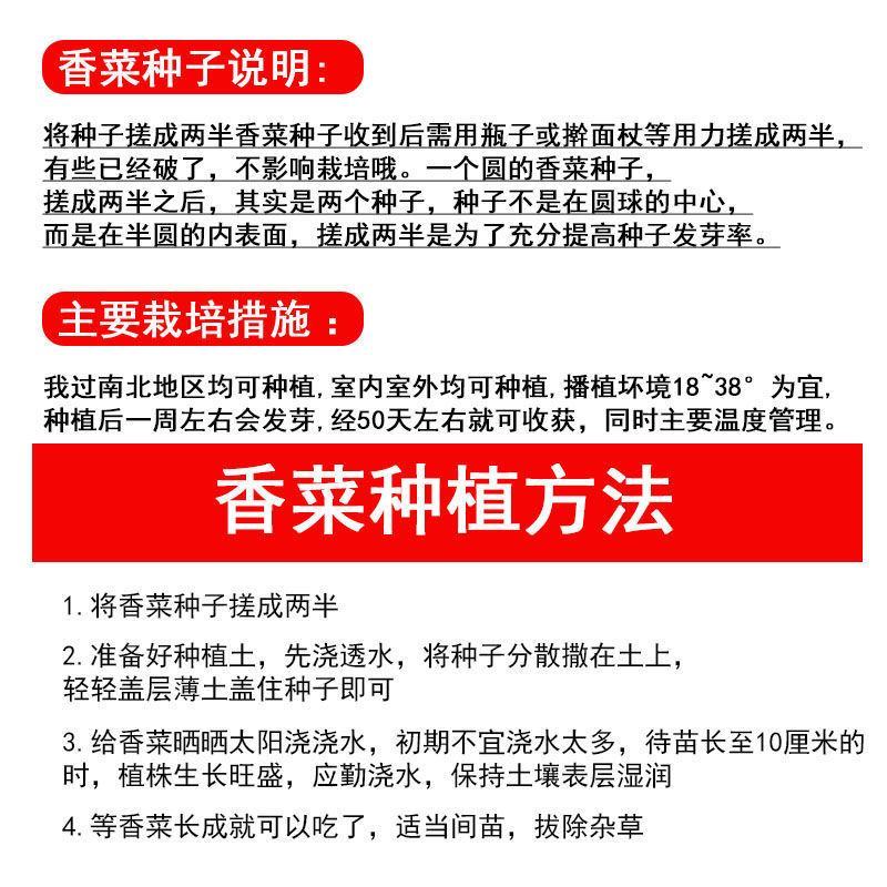 香菜种子四季速生小香菜种子芫荽种子四季可播种蔬菜籽
