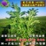 进口紫花苜蓿种籽草种子多年生牧草种子四季收割喂养牛羊鸡鸭