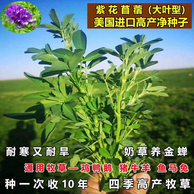 进口紫花苜蓿种籽草种子多年生牧草种子四季收割喂养牛羊鸡鸭