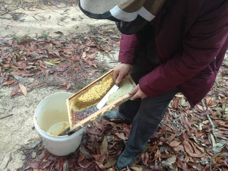 龙眼蜜，荔枝蜜，百花蜜，产地发货，质量保证，一件代发