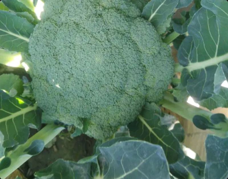 西兰花宁夏优质西兰花中卫西兰花代收代发