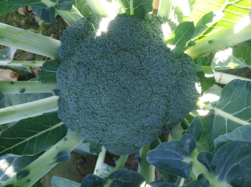 西兰花宁夏优质西兰花中卫西兰花代收代发