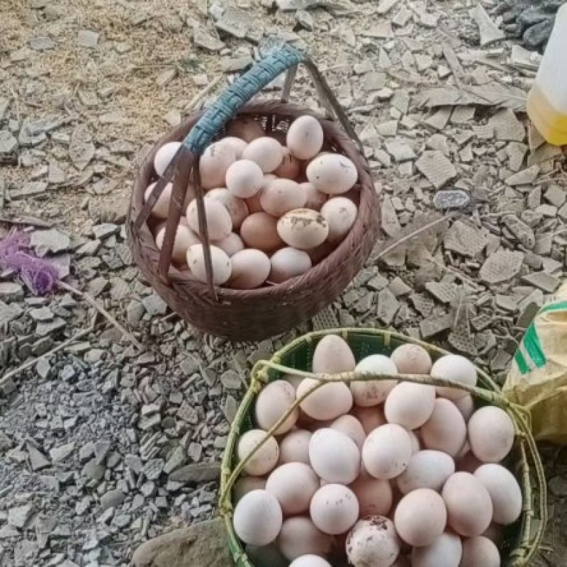 鸵鸟蛋，孔雀蛋