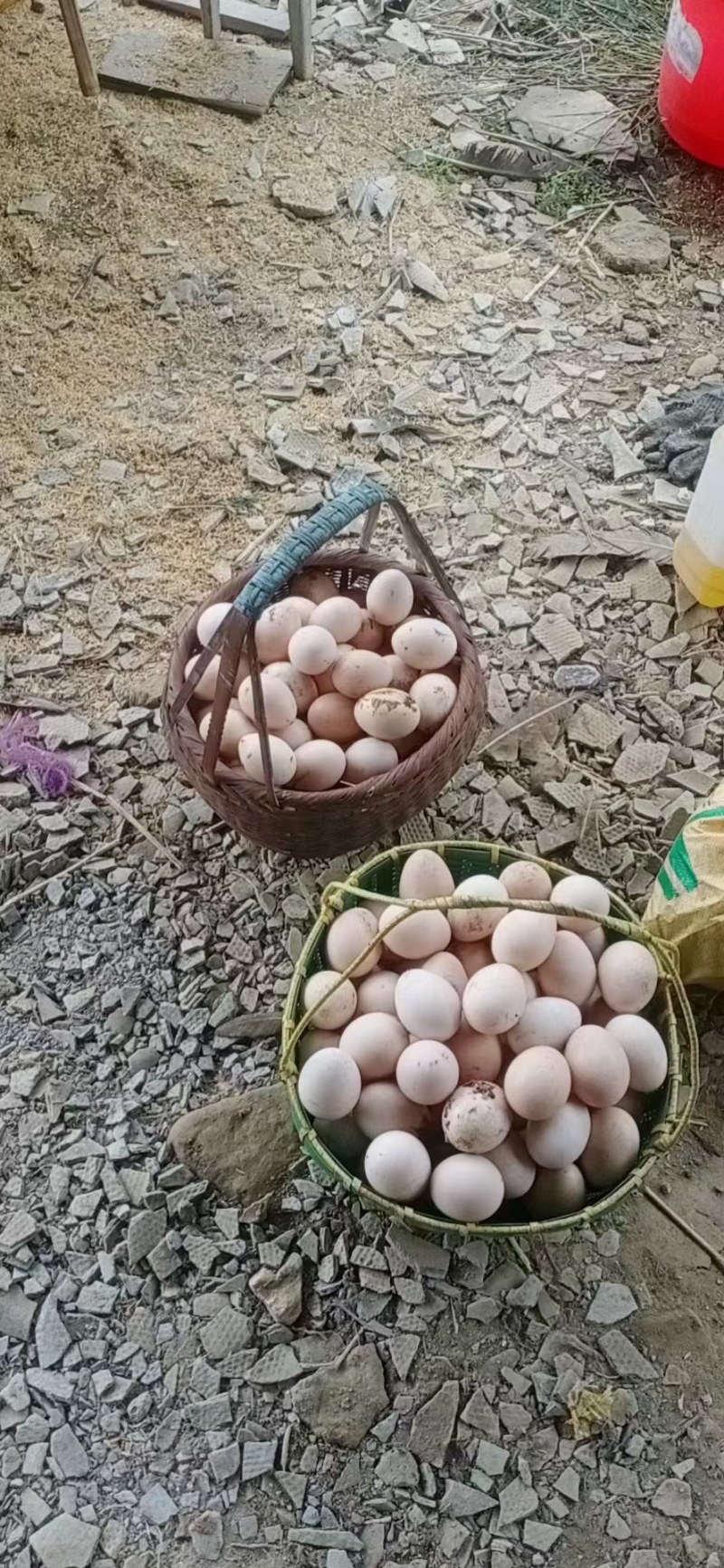 鸵鸟蛋，孔雀蛋