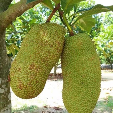 福建漳州菠萝蜜大量上市，质优价廉，需要请联系我