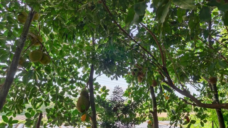 福建漳州菠萝蜜大量上市，质优价廉，需要请联系我