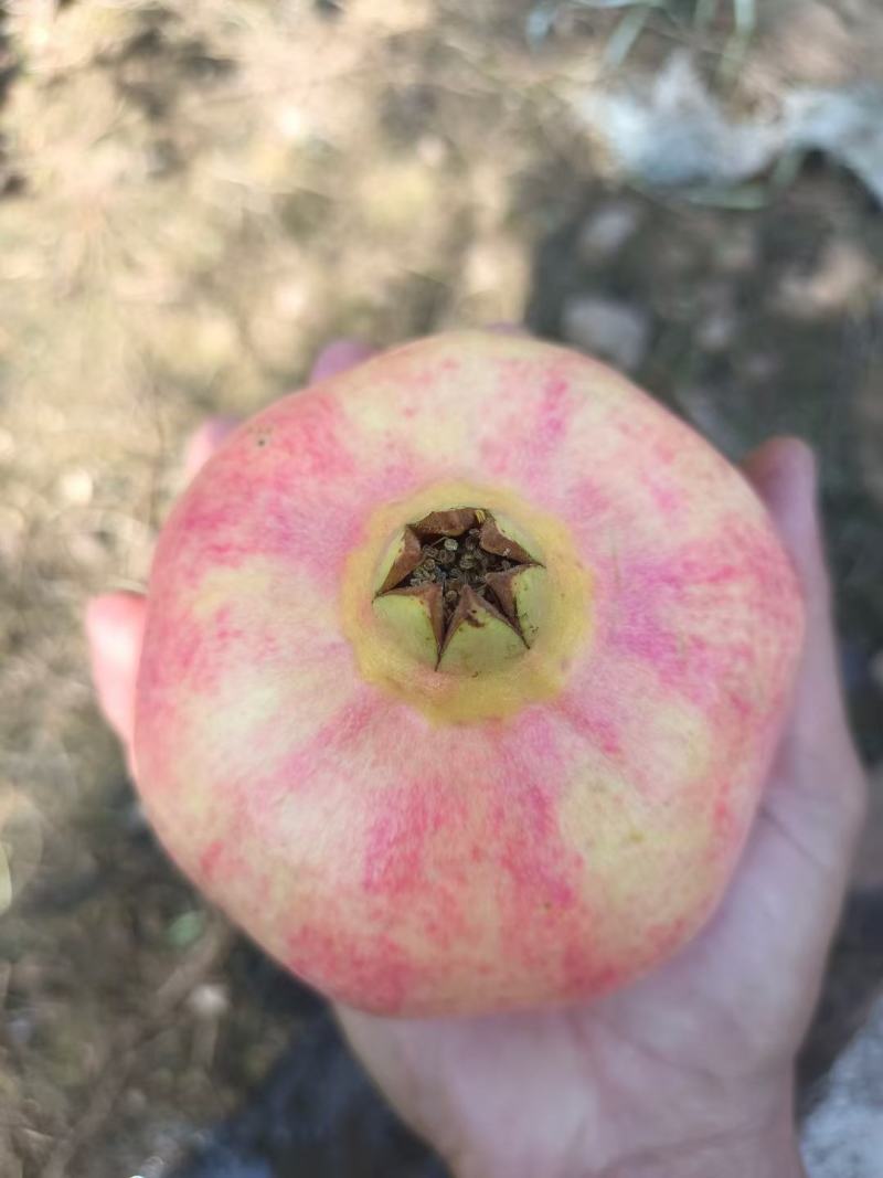 会理突尼斯大量上