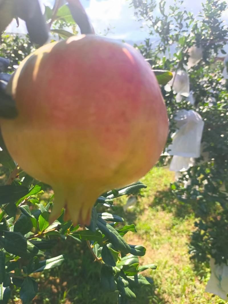 会理突尼斯大量上