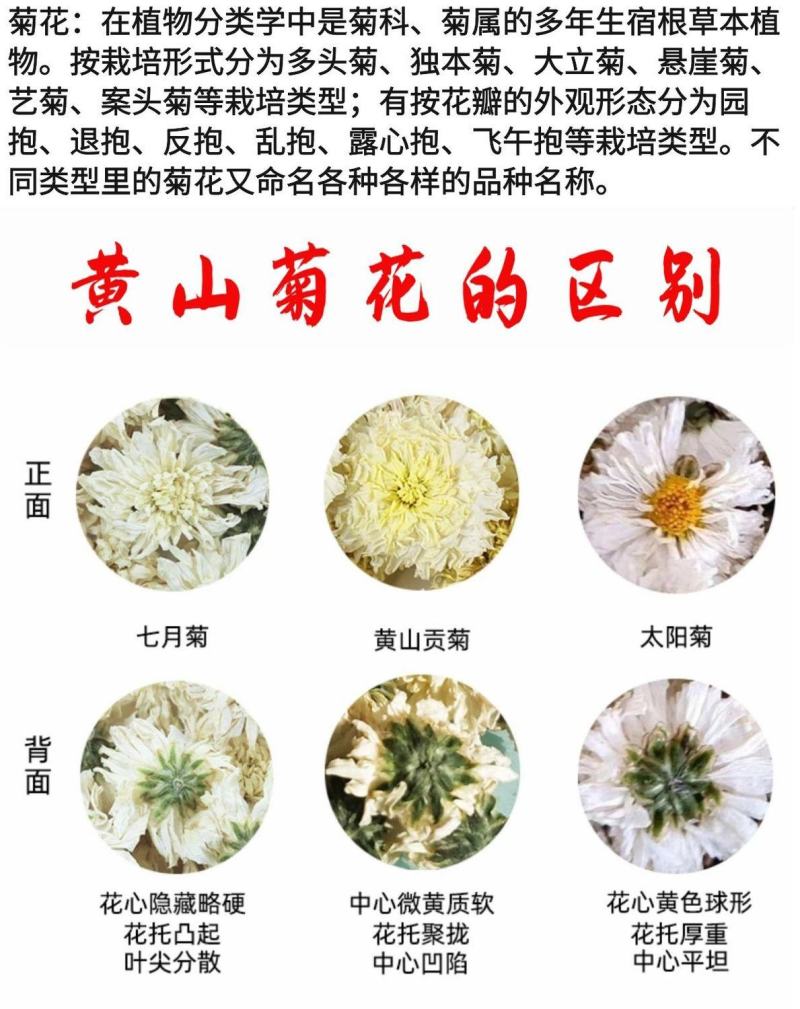 【黄山发货】头茬黄山贡菊花茶不苦过筛非七月花太阳花包邮