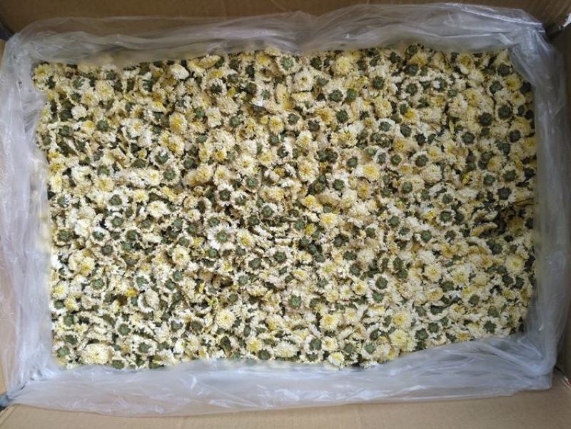 【黄山发货】头茬黄山贡菊花茶不苦过筛非七月花太阳花包邮