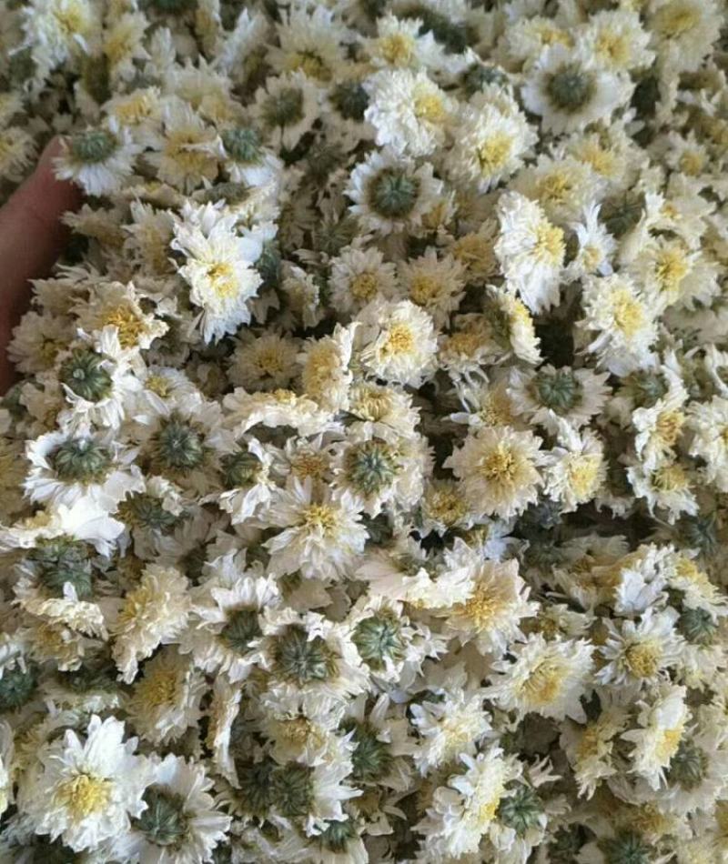 【黄山发货】头茬黄山贡菊花茶不苦过筛非七月花太阳花包邮