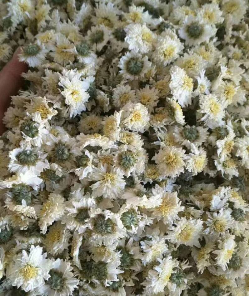 【黄山发货】黄山贡菊花茶道地药材贡菊非七月菊太阳花包邮