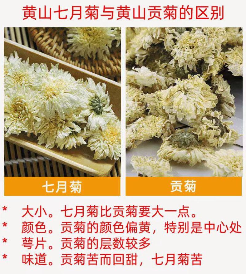 【黄山发货】黄山贡菊花茶道地药材贡菊非七月菊太阳花包邮