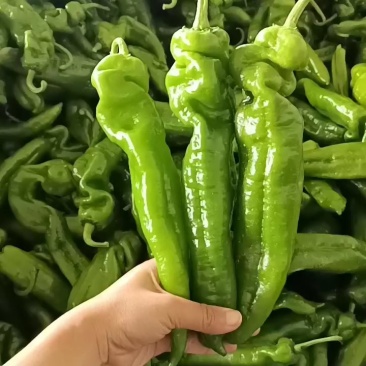 301尖椒，鲜辣椒，山东临沂费县，量大，电商，市场，超市