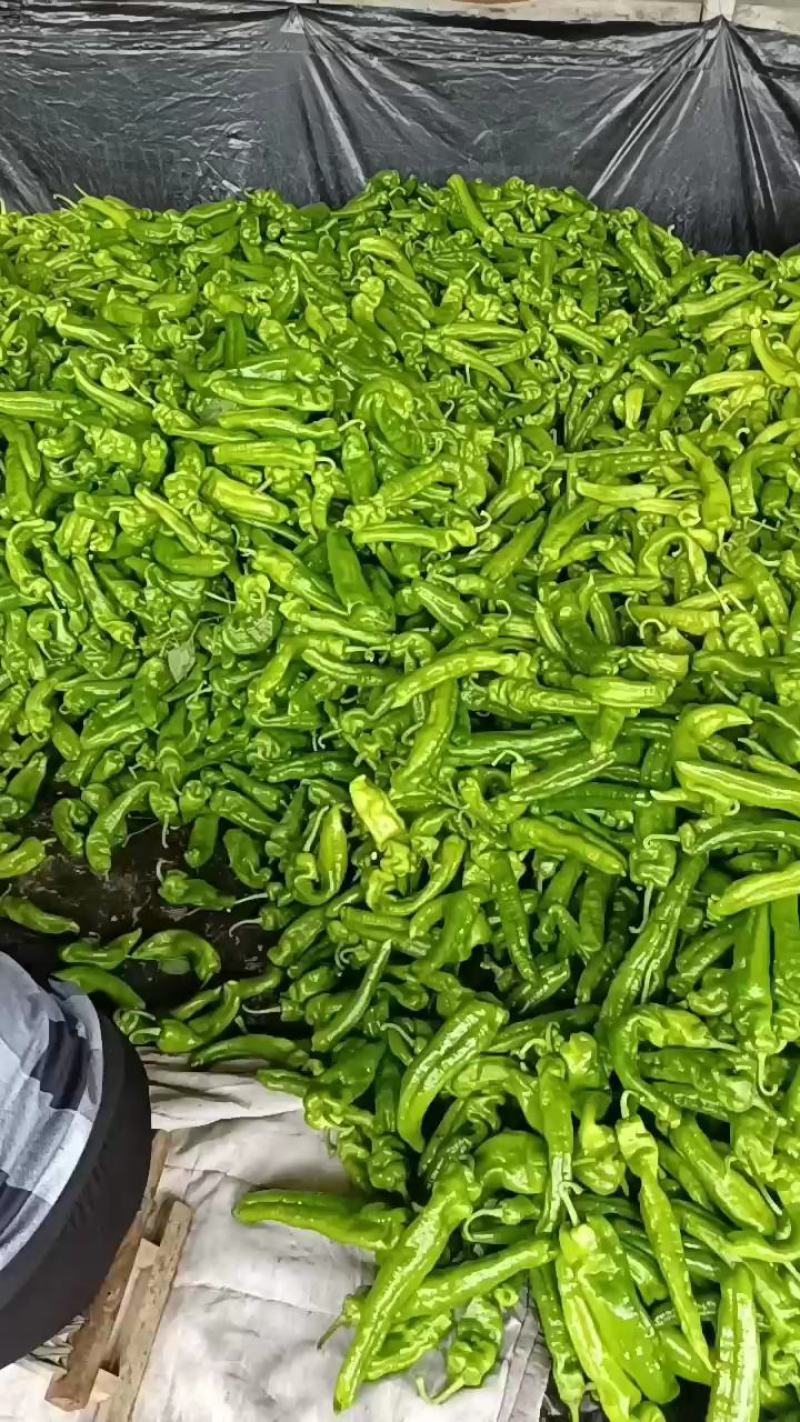 301尖椒，鲜辣椒，山东临沂费县，量大，电商，市场，超市