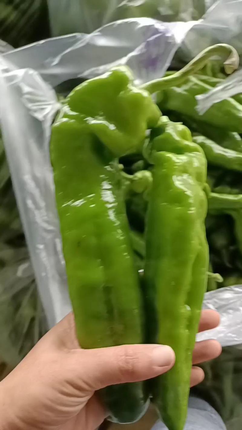 301尖椒，鲜辣椒，山东临沂费县，量大，电商，市场，超市