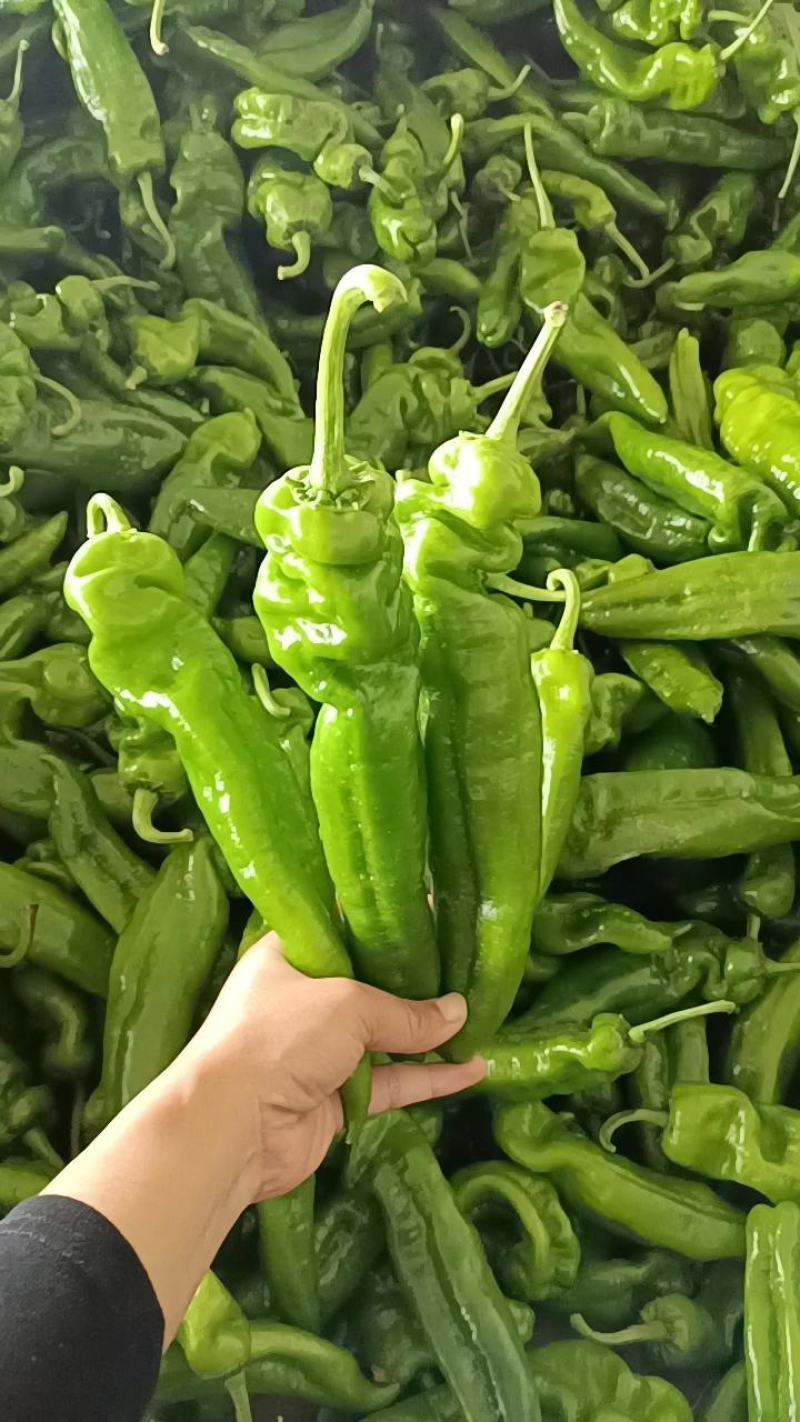 301尖椒，鲜辣椒，山东临沂费县，量大，电商，市场，超市