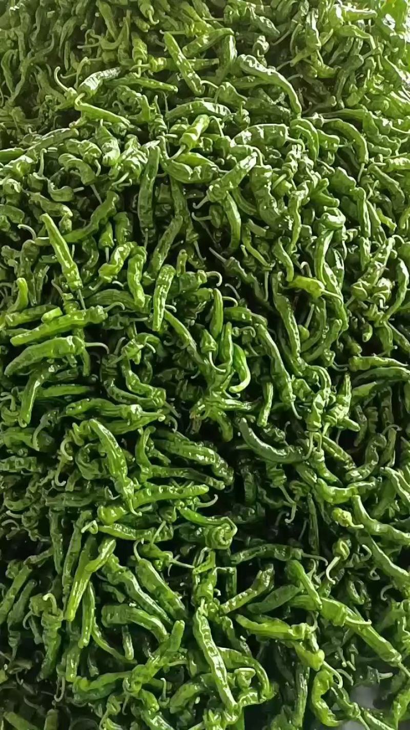 301尖椒，鲜辣椒，山东临沂费县，量大，电商，市场，超市