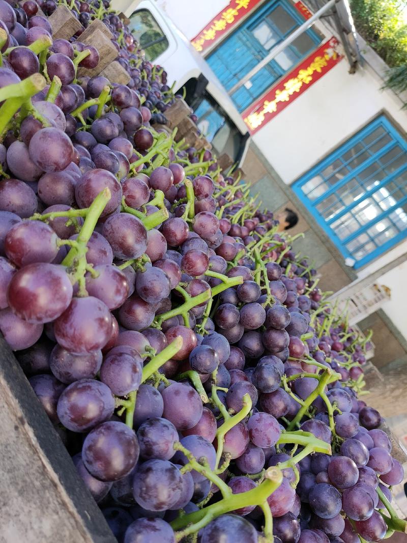 山东省烟台市蓬莱区露天套袋特甜精品巨峰葡萄