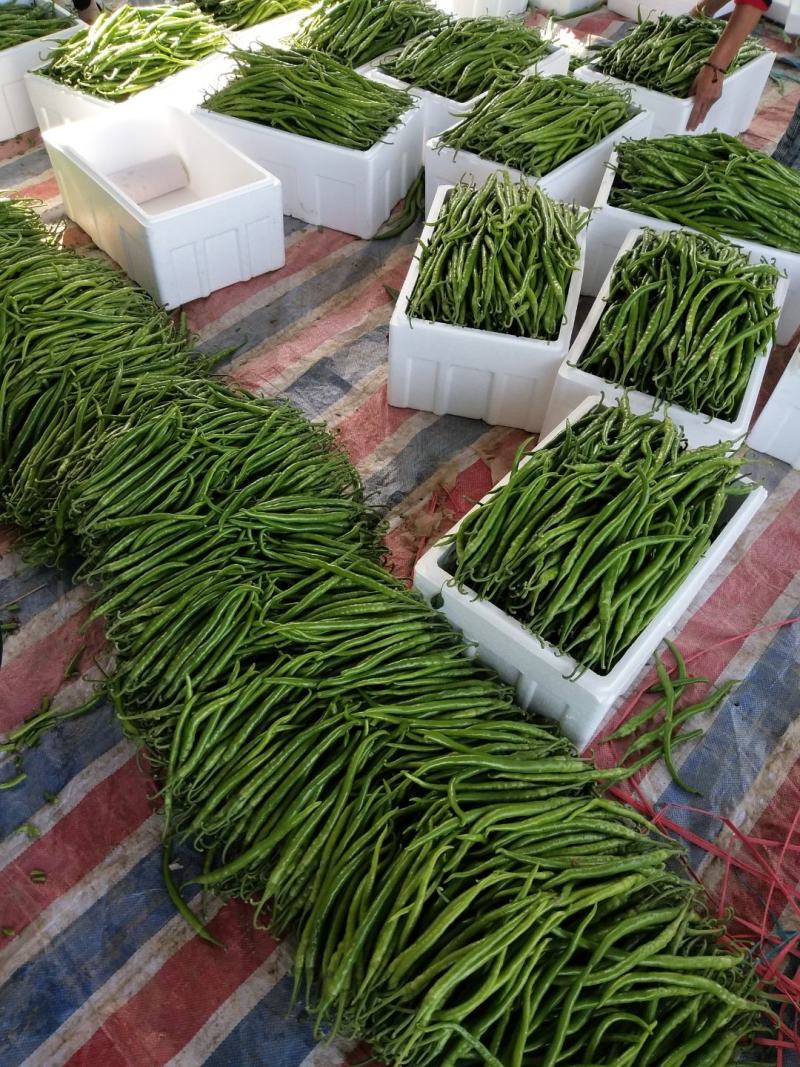 「精选」山东线椒大量供应代发全国各地品质保证
