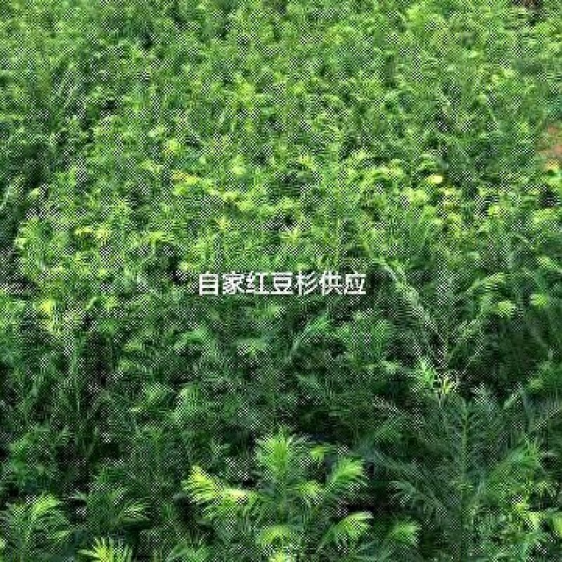 基地出售红豆杉苗