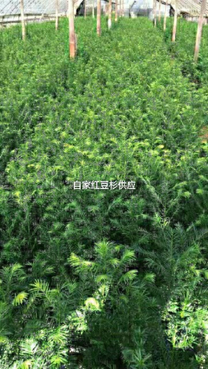 基地出售红豆杉苗