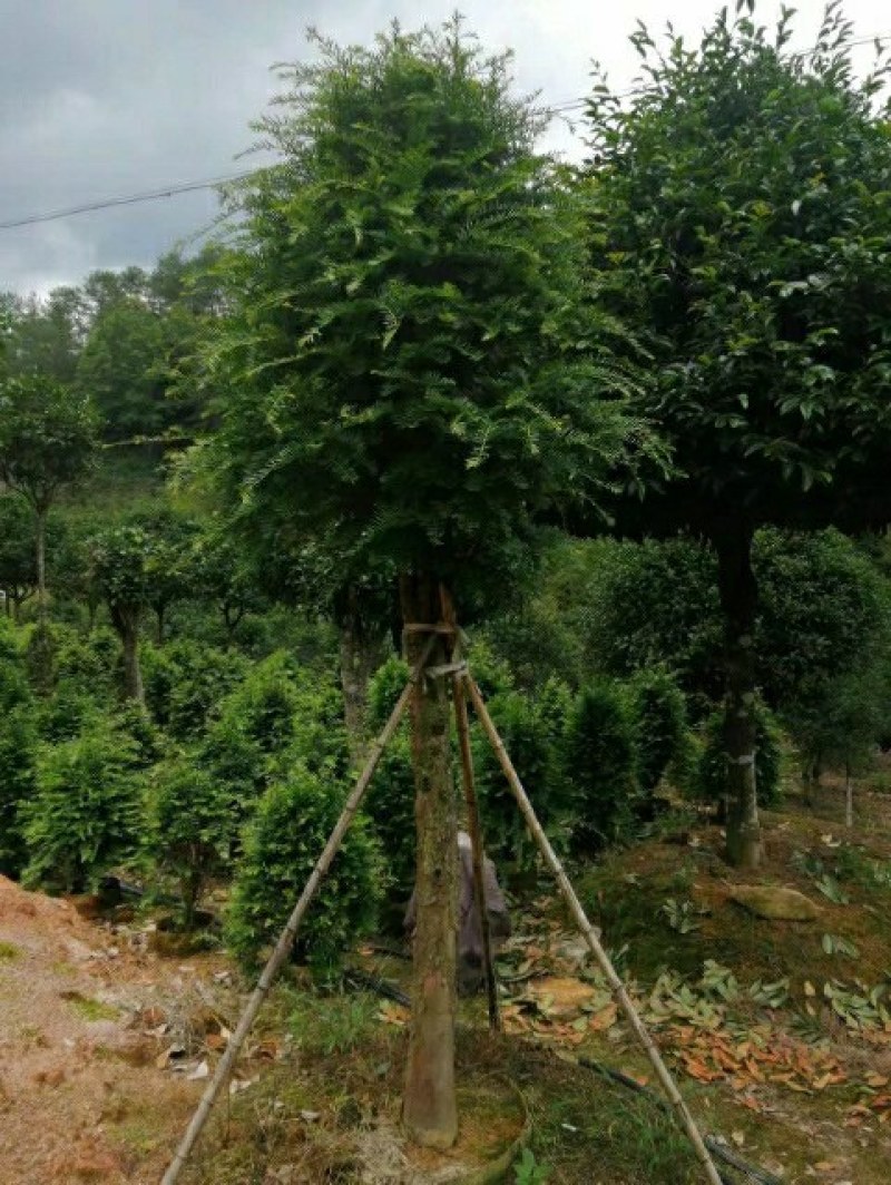 基地出售红豆杉苗