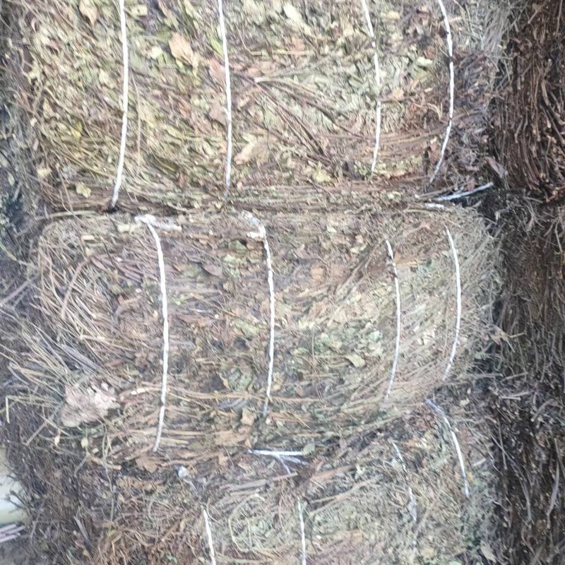 供应石见穿