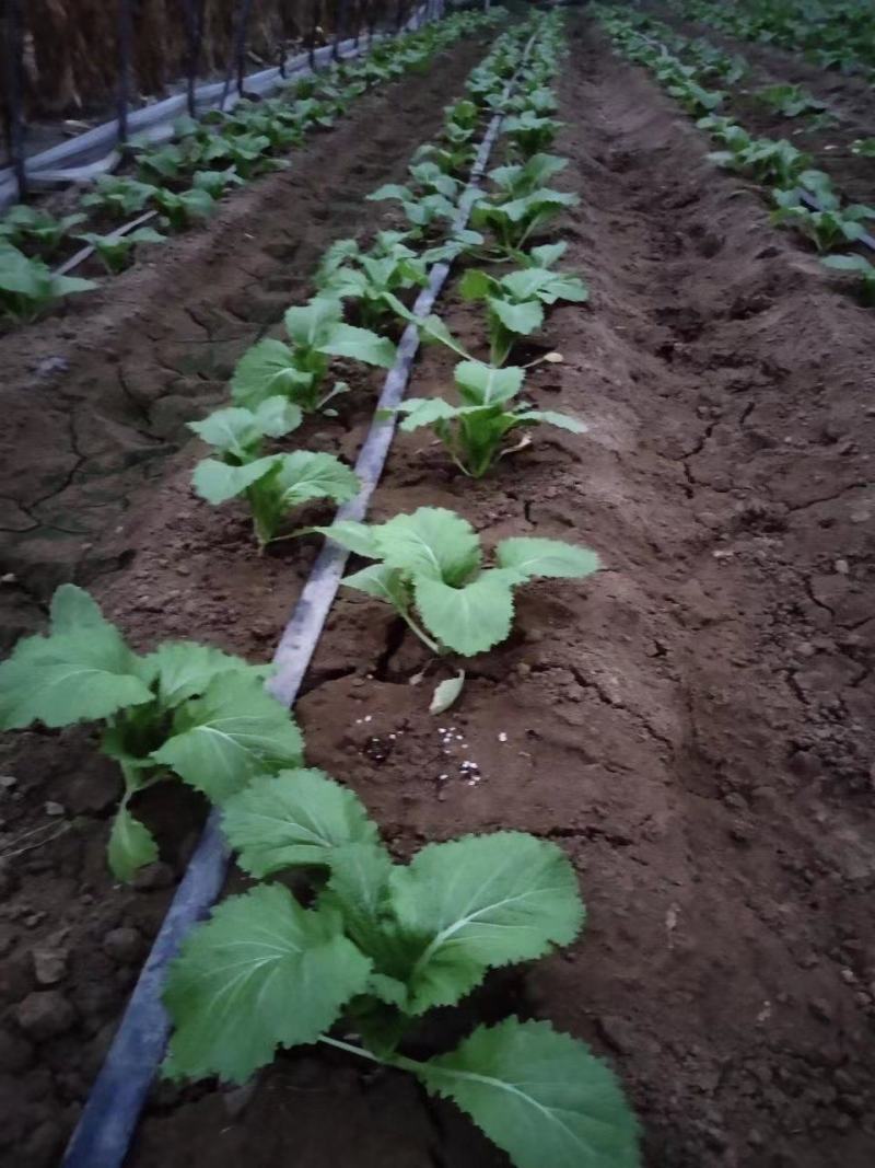 儿菜苗娃娃菜苗抱子芥多子菜量大优惠欢迎咨询