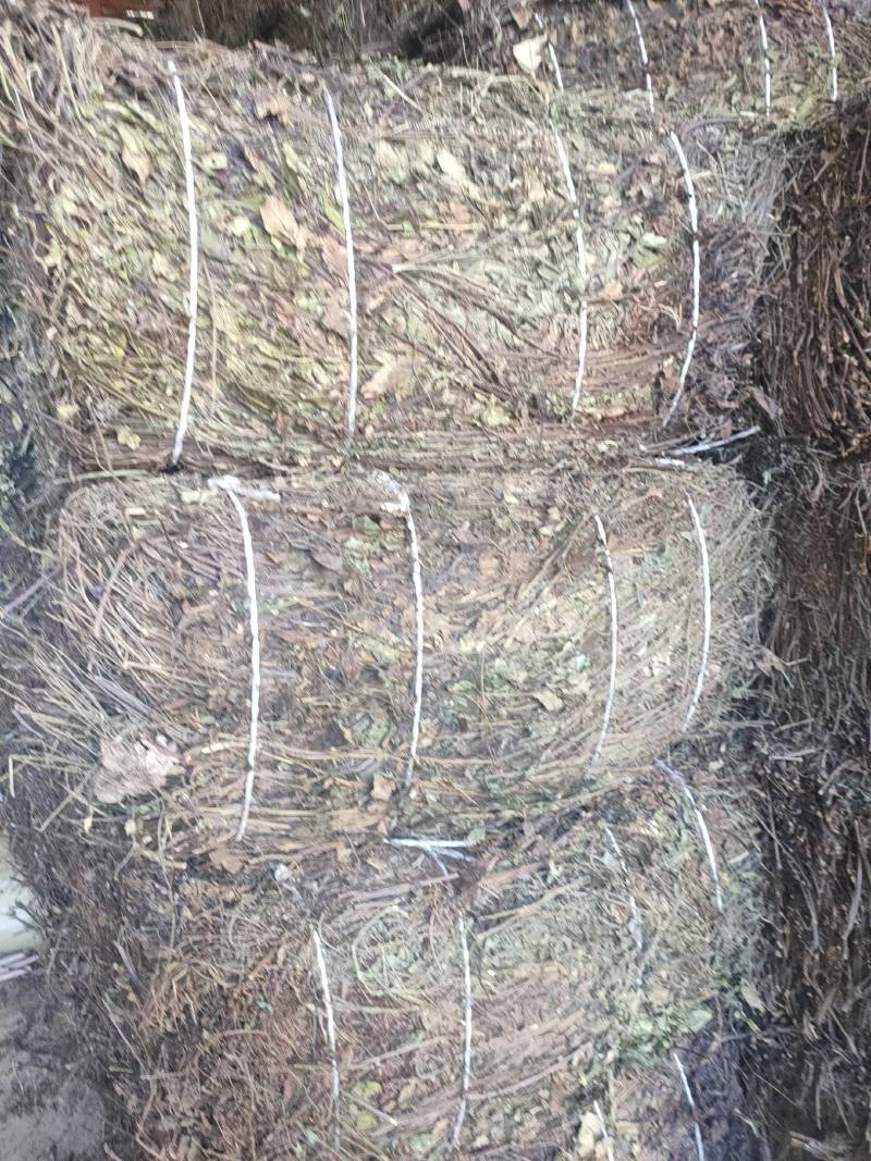 供应石见穿