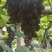 辽峰葡萄🍇2.5米，全国代发，保证质量