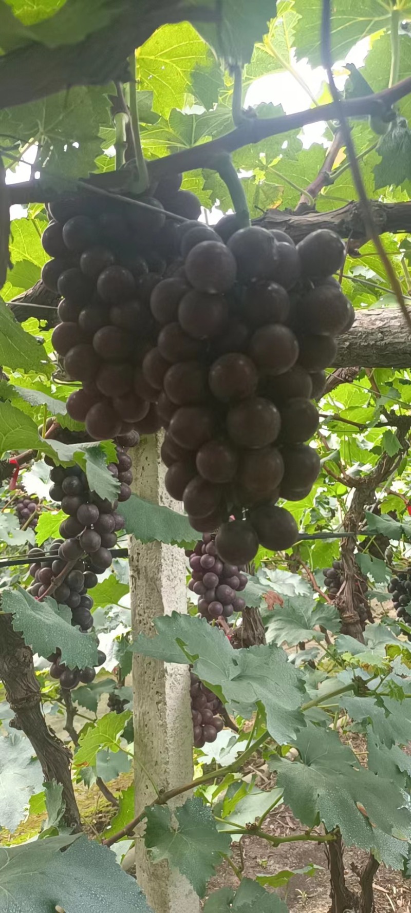 辽峰葡萄🍇2.5米，全国代发，保证质量