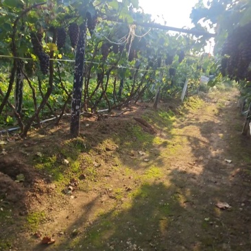 辽峰葡萄🍇2.5米，全国代发，保证质量