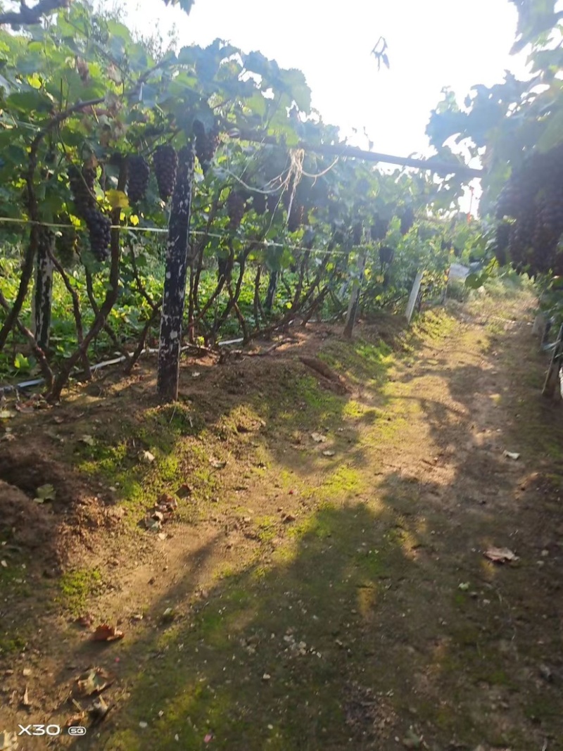 辽峰葡萄🍇2.5米，全国代发，保证质量