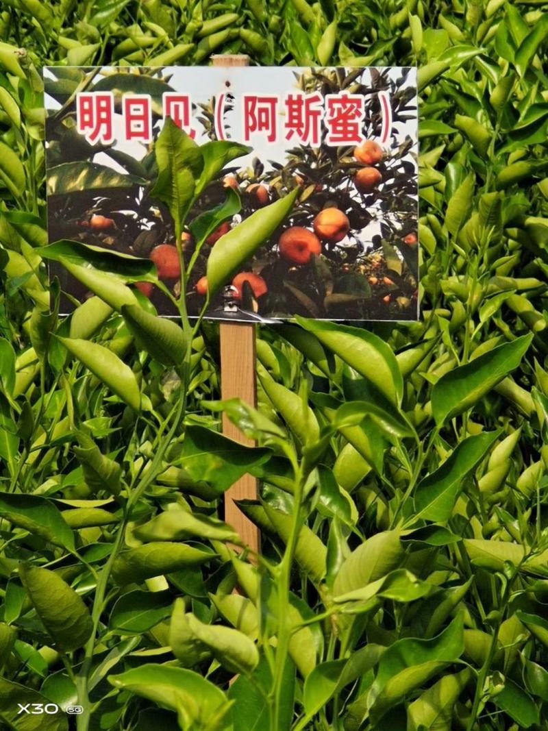 柚子苗0.5~0.8m0.8~1cm
