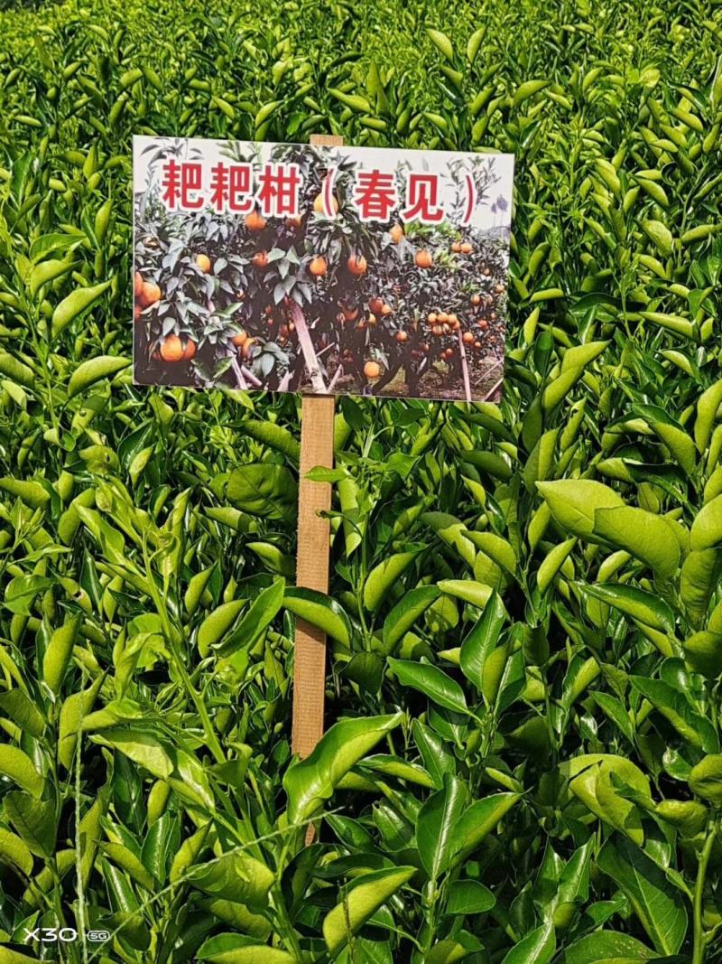 柚子苗0.5~0.8m0.8~1cm