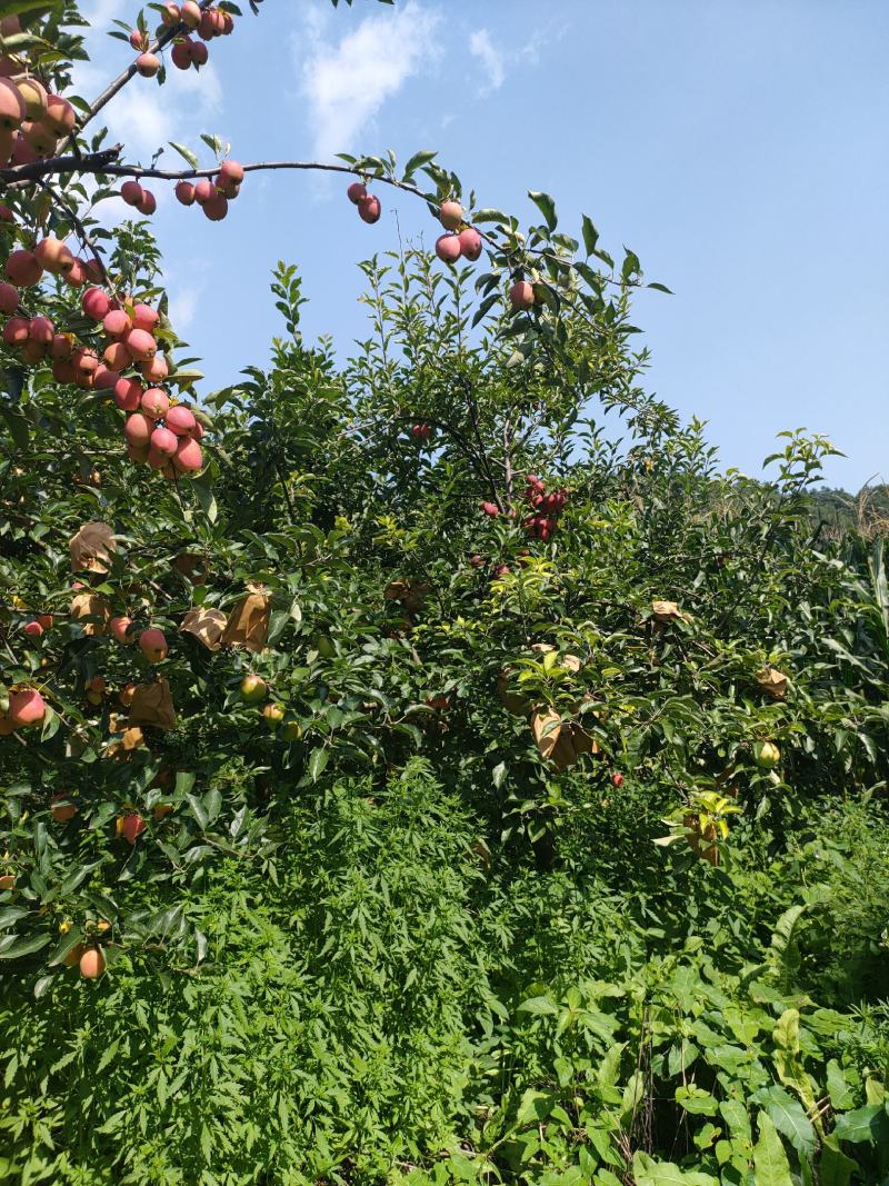 鸡心果
